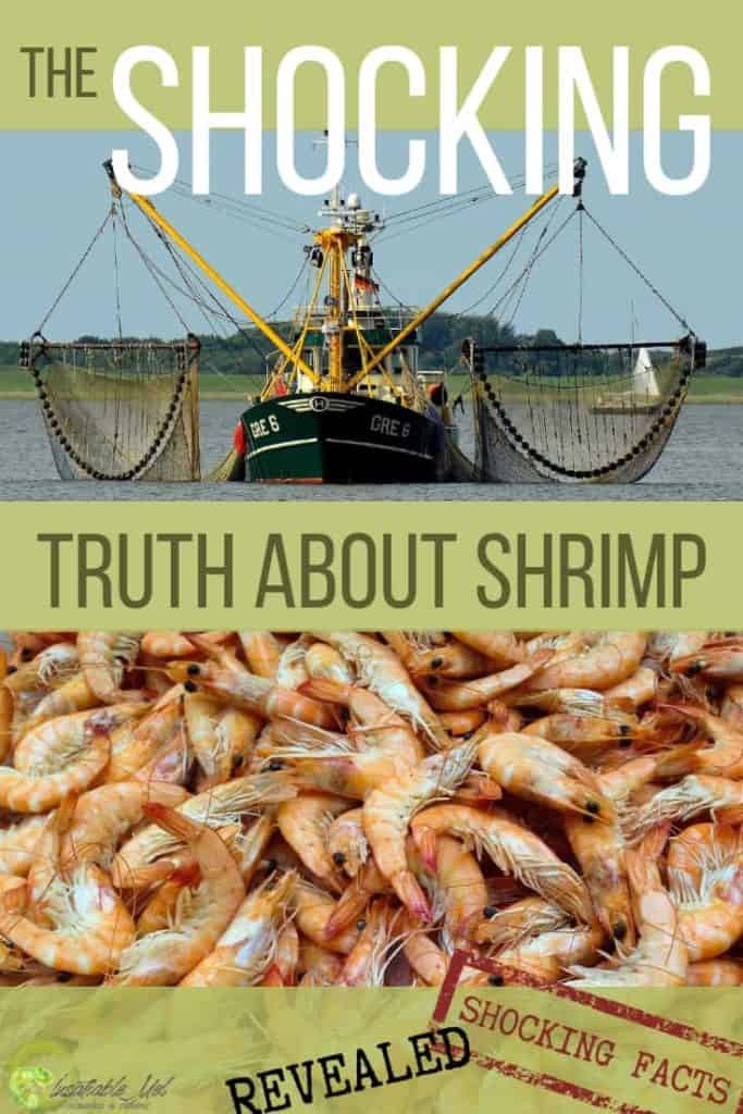 Insatiable Mel. Why should we turn vegan. Shrimp facts